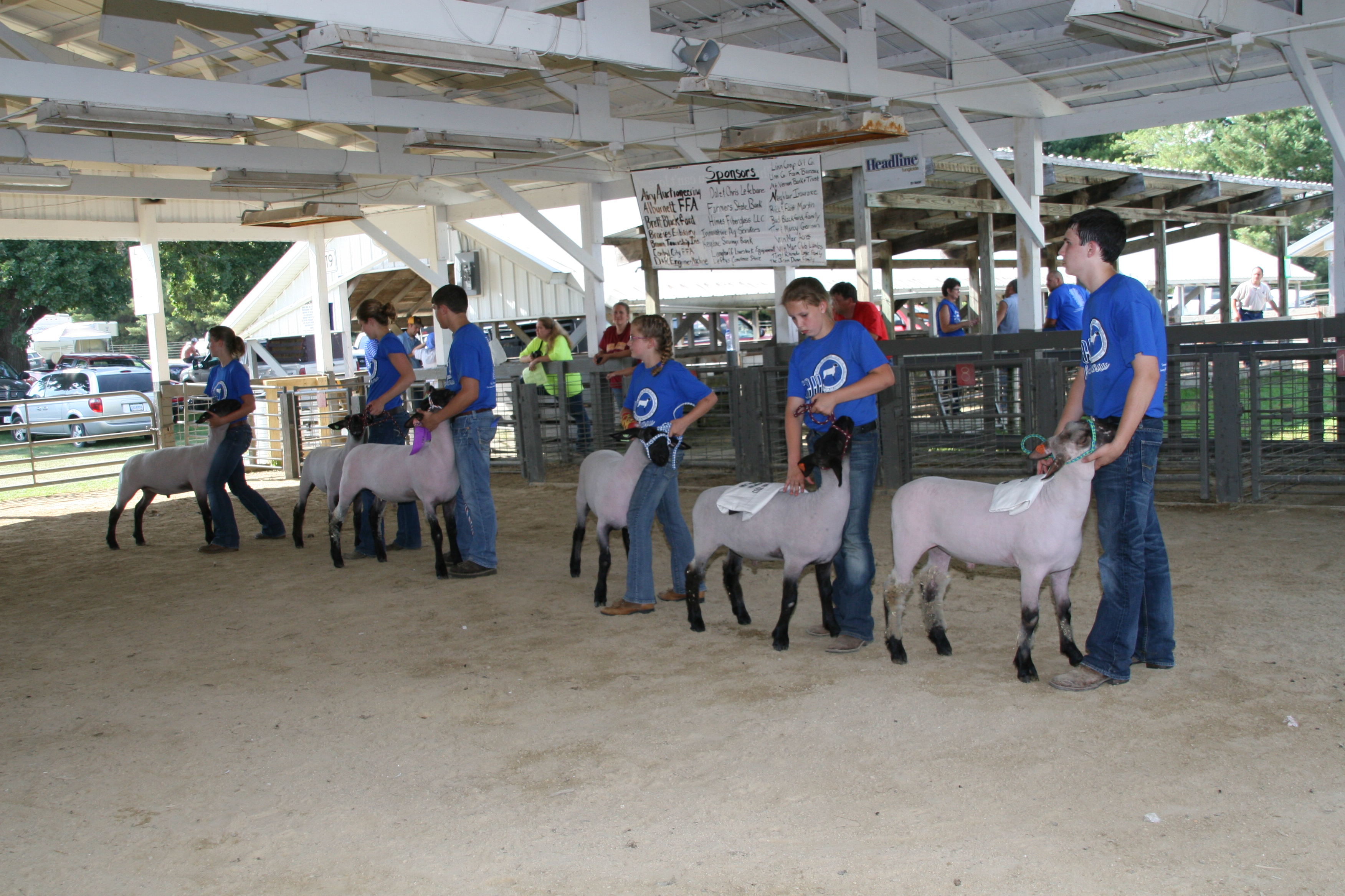 sheep show results  4 h