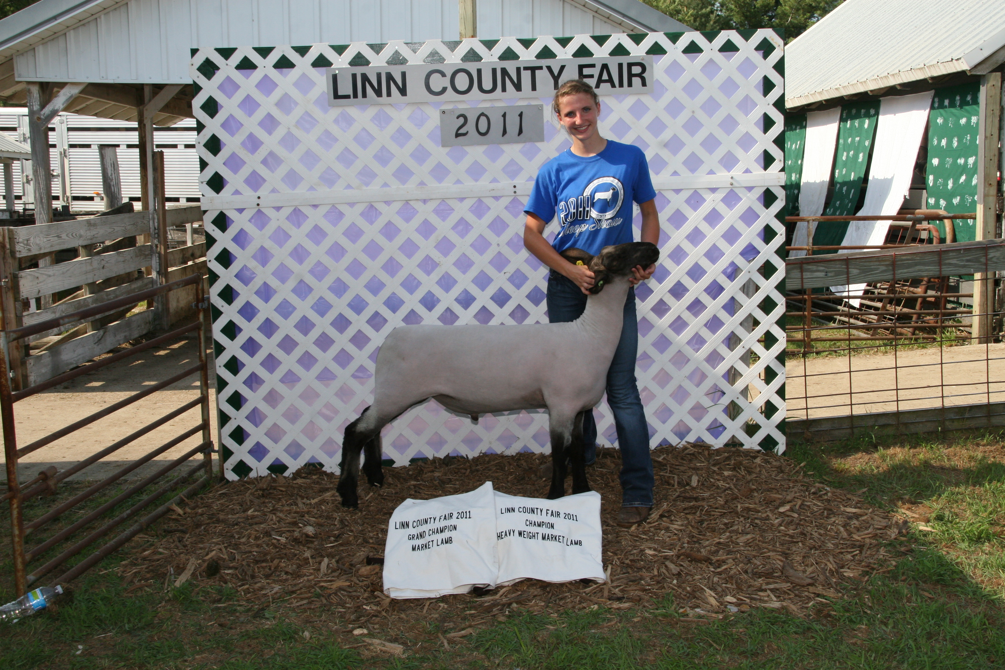 2011 4 h ffa sheep show